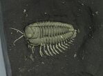 Pyritized Triarthrus Trilobites With Legs & Brittle Star - New York #280057-2